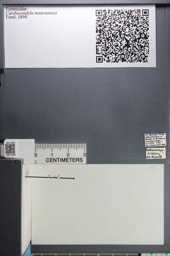 Media type: image; Entomology 675445
